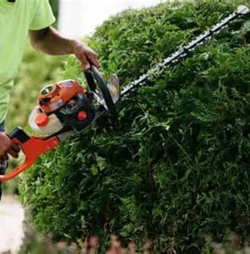 Skilled individual uses professional-grade equipment to keep hedges and shrubs neatly trimmed and healthy.